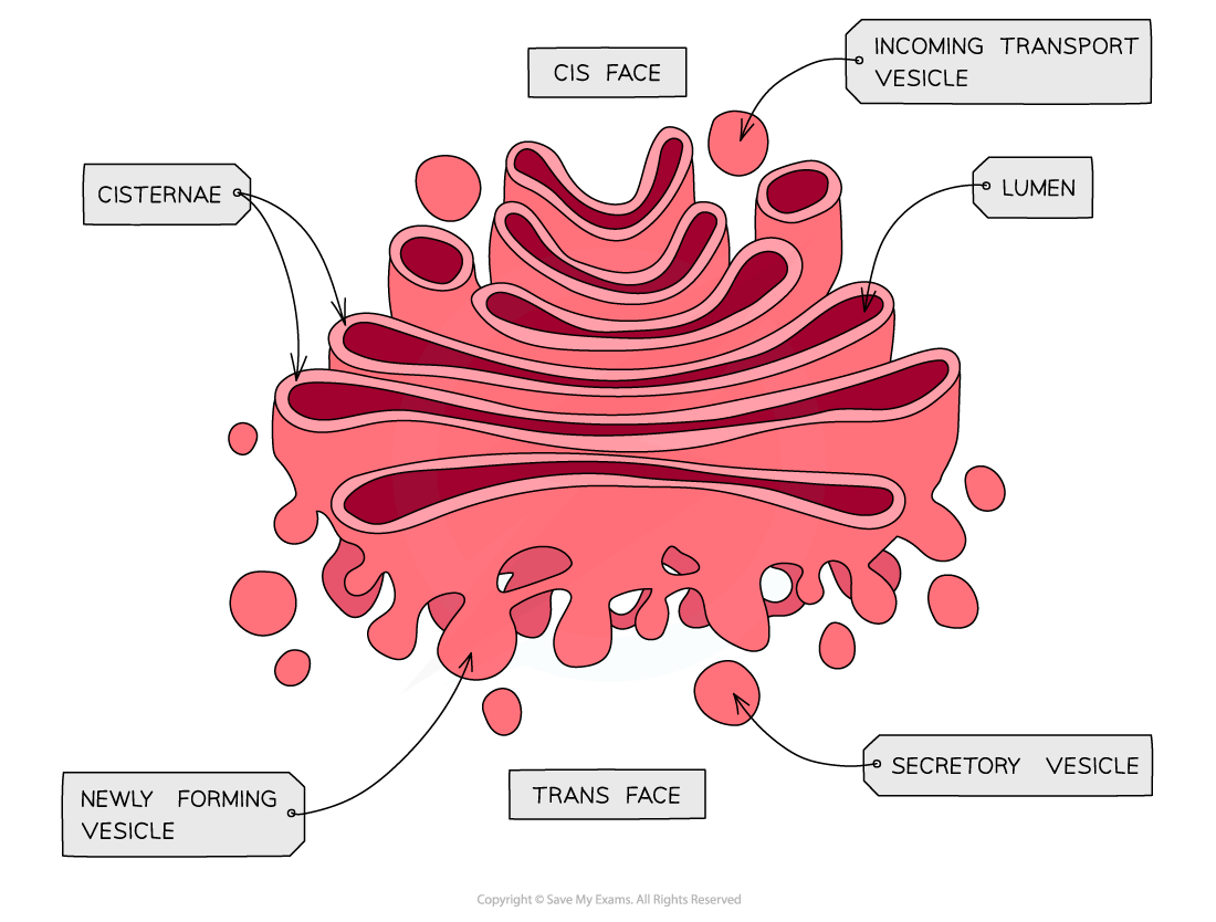 Golgi body and Golgi vesicles