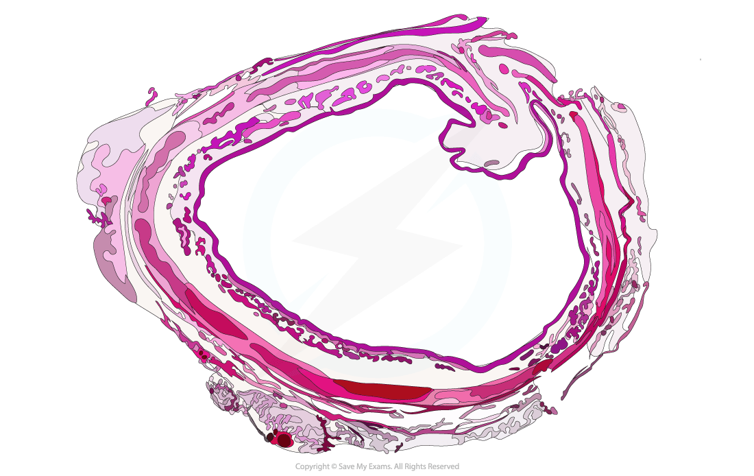 Trachea cross-section as shown under a light microscope