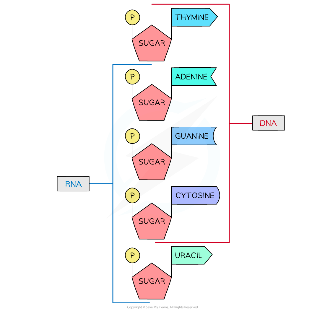 Diagram showing DNA and RNA structures; DNA includes thymine, adenine, guanine, cytosine. RNA includes adenine, guanine, cytosine, uracil.