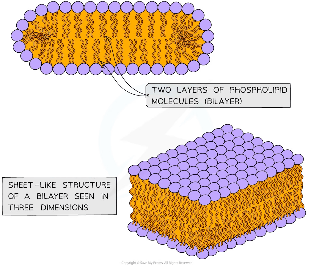 Diagram of a phospholipid bilayer with ball-and-stick model, showing a two-layer structure of molecules, including a 3D sheet-like perspective.