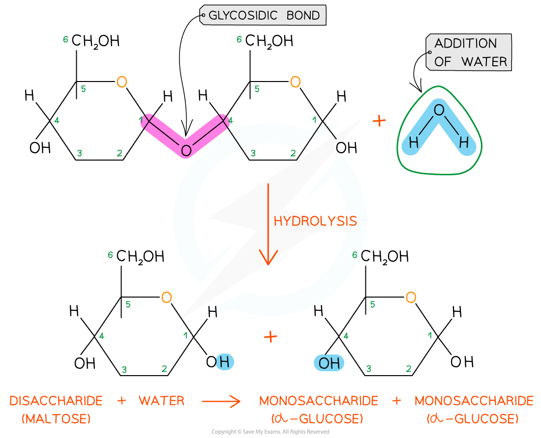 Diagram illustrating hydrolysis of maltose. Glycosidic bond breaks with water addition, forming two alpha-glucose monosaccharides.
