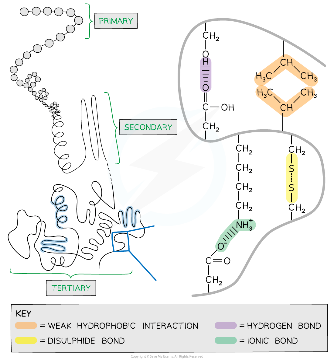 Diagram illustrating levels of protein structure: primary, secondary, tertiary. Includes weak hydrophobic interactions, disulphide bonds, hydrogen bonds, ionic bonds.