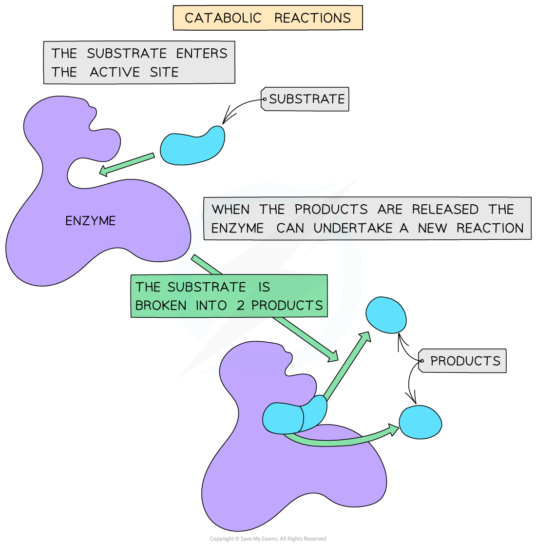 Diagram illustrating catabolic reactions: substrate enters enzyme's active site, breaks into two products, enzyme ready for new reaction.