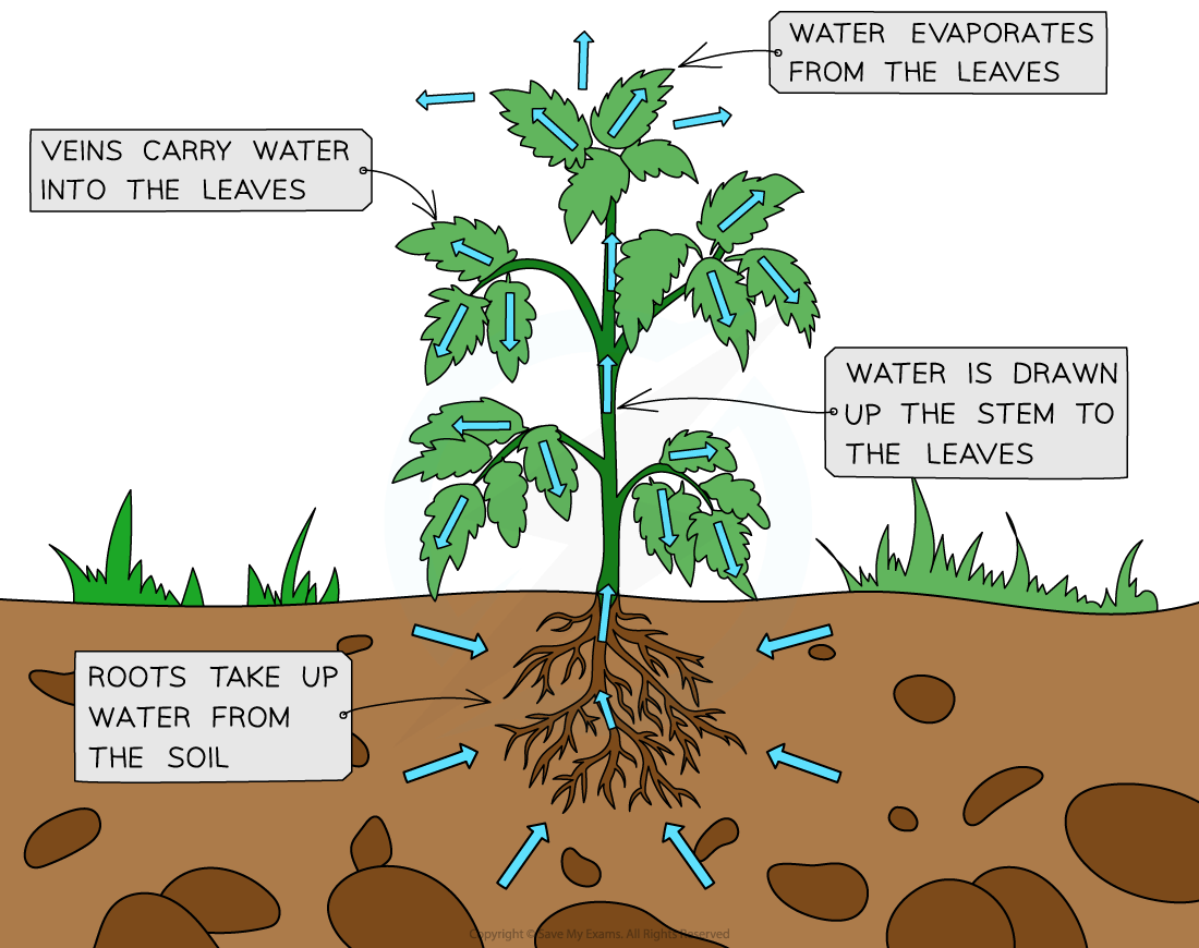 Diagram of a plant showing the water cycle: roots absorb water, water moves up the stem, veins carry it to leaves, and it evaporates.