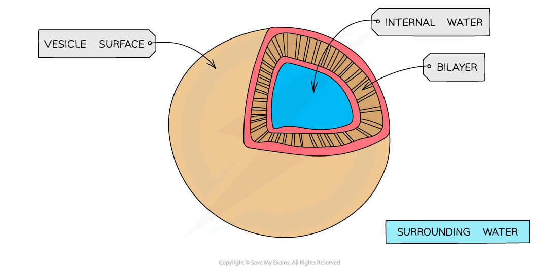 Vesicle cross-section