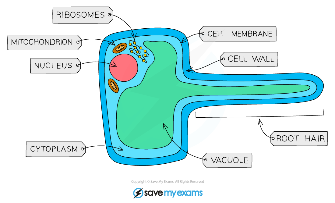 Diagram of a root hair cell, labelled with ribosomes, mitochondrion, nucleus, cytoplasm, cell membrane, cell wall, vacuole, and root hair.