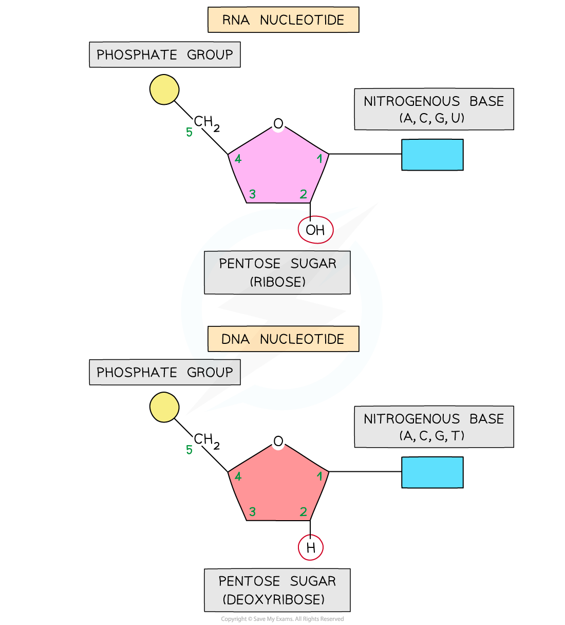 Diagram comparing RNA and DNA nucleotides, highlighting differences in the pentose sugar: ribose with OH for RNA and deoxyribose with H for DNA.