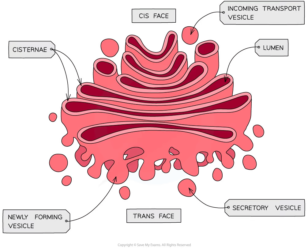 Diagram of a Golgi apparatus with labels: cis face, trans face, cisternae, lumen, incoming transport vesicle, newly forming vesicle, secretory vesicle.