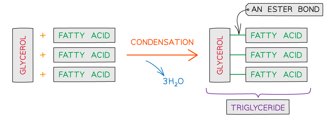 Diagram showing triglyceride formation by combining glycerol and three fatty acids through condensation, releasing three water molecules.