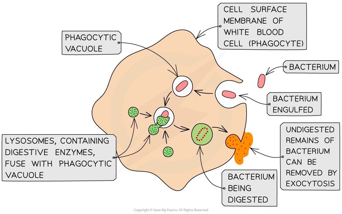 Diagram illustrating phagocytosis: a bacterium is engulfed by a white blood cell, digested in a vacuole, and undigested remains expelled.