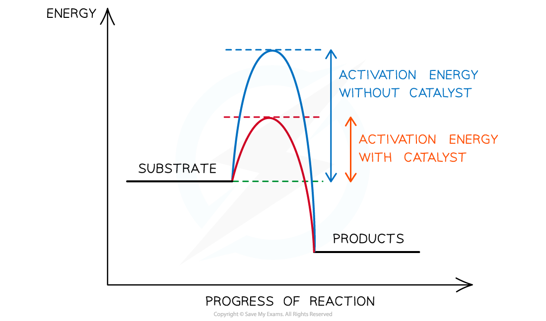 Graph of reaction progress vs energy, showing higher activation energy without catalyst and lower with catalyst, from substrate to products.