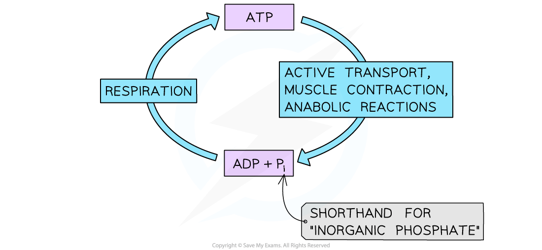 Diagram showing the ATP-ADP cycle: ATP used in active transport, muscle contraction, and anabolic reactions; ADP + Pi converted back in respiration.