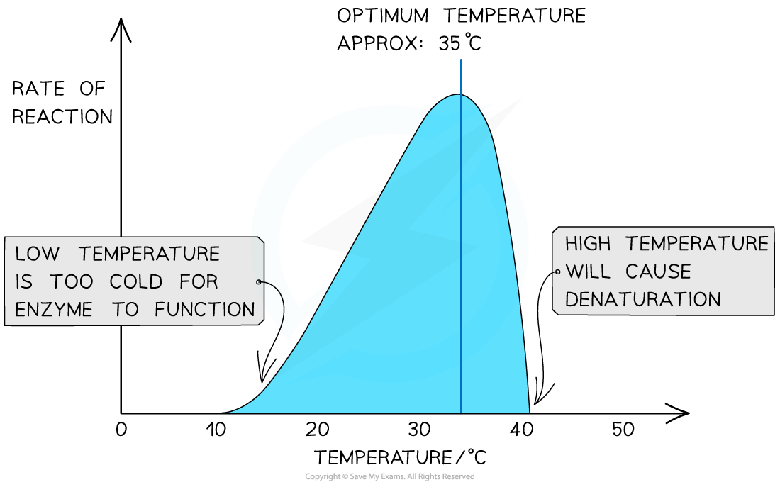 Graph of enzyme reaction rate versus temperature. Peak at 35°C, optimal temperature. Low and high temperatures reduce the reaction rate.