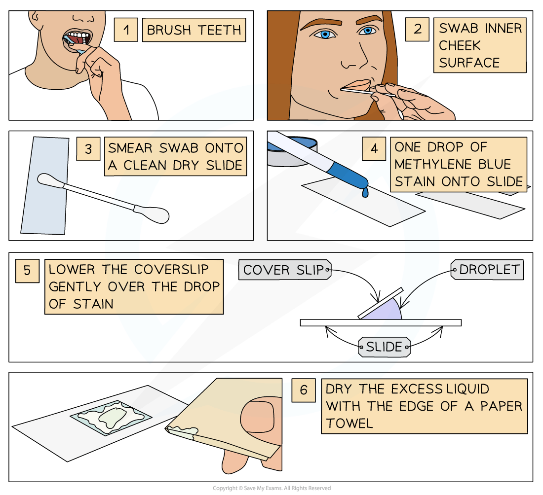 Step-by-step guide to preparing a cheek cell slide: brush teeth, swab cheek, smear on slide, add stain, apply coverslip, and dry excess liquid.