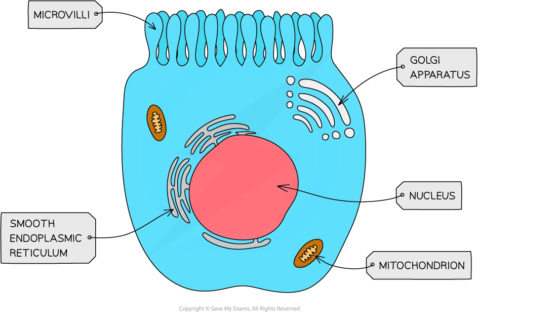 Diagram of a cell showing microvilli, smooth endoplasmic reticulum, Golgi apparatus, nucleus, and mitochondrion, each labelled with pointers.