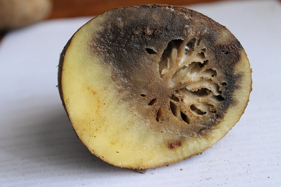 Close-up of a sliced potato showing blight with browning and decay on the inside. The flesh is turning brown from the edges towards the centre.