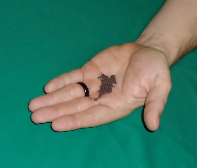 Open hand with a black ring holds a small pile of dark brown soil against a green background.