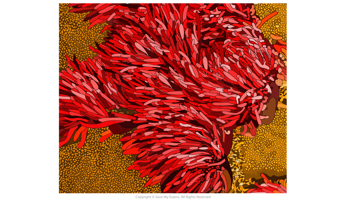 Trachea Electron Micrograph