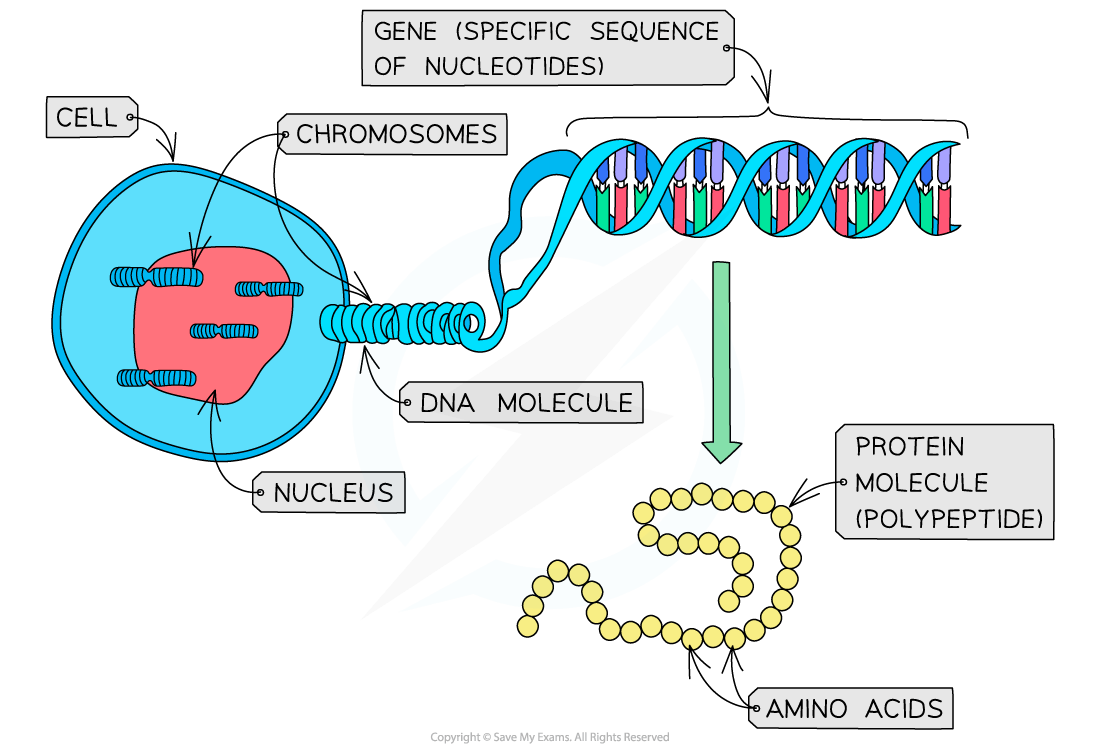 Diagram showing a cell with a nucleus containing chromosomes. DNA is depicted, with genes coded as nucleotide sequences, leading to protein formation.