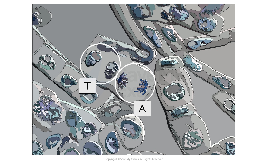 Micrograph showing a cell undergoing anaphase (A) and telophase (T)