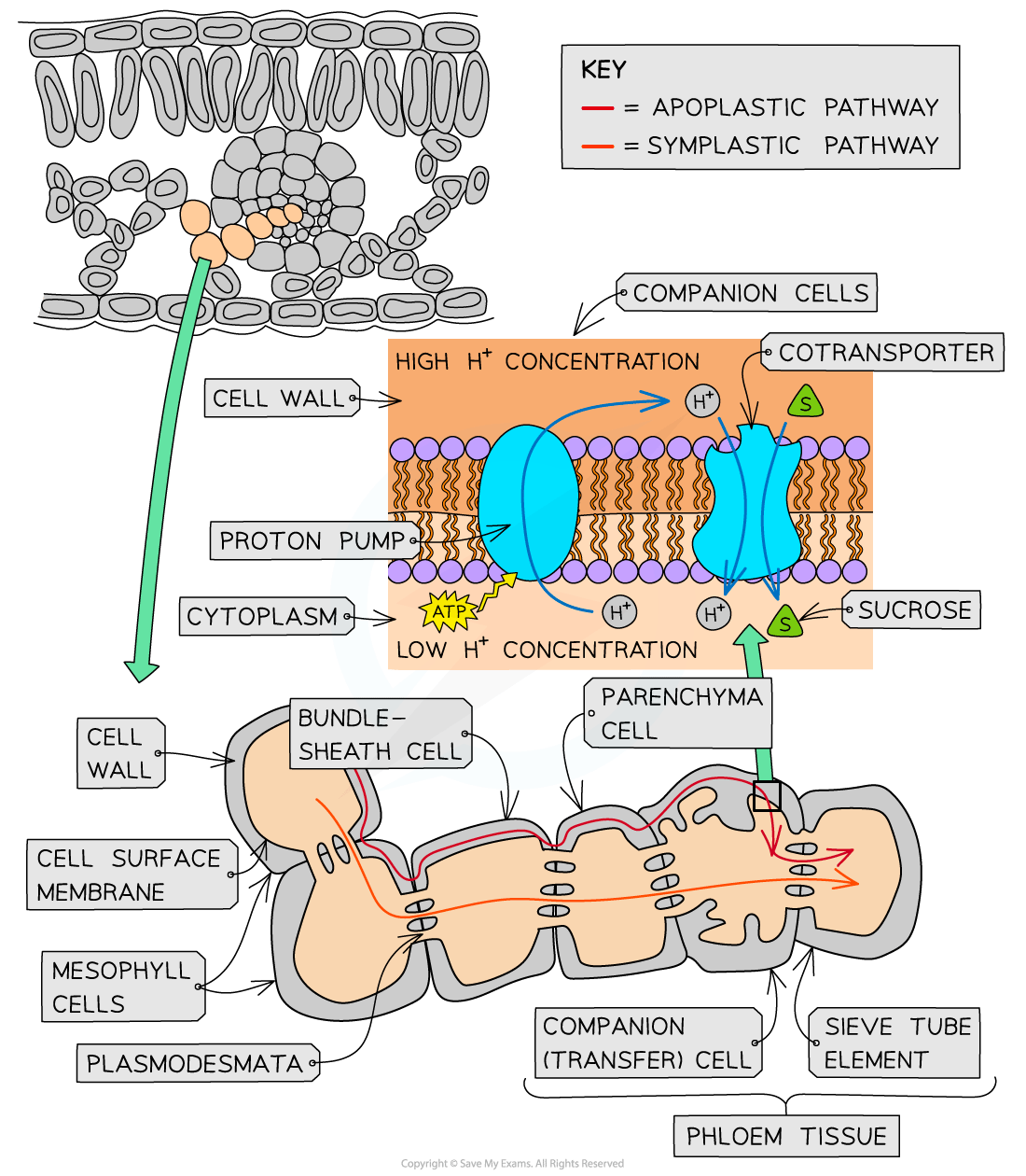 Diagram illustrating plant cell transport, showing apoplastic and symplastic pathways, with details on proton pumps, sucrose transport, and phloem structure.