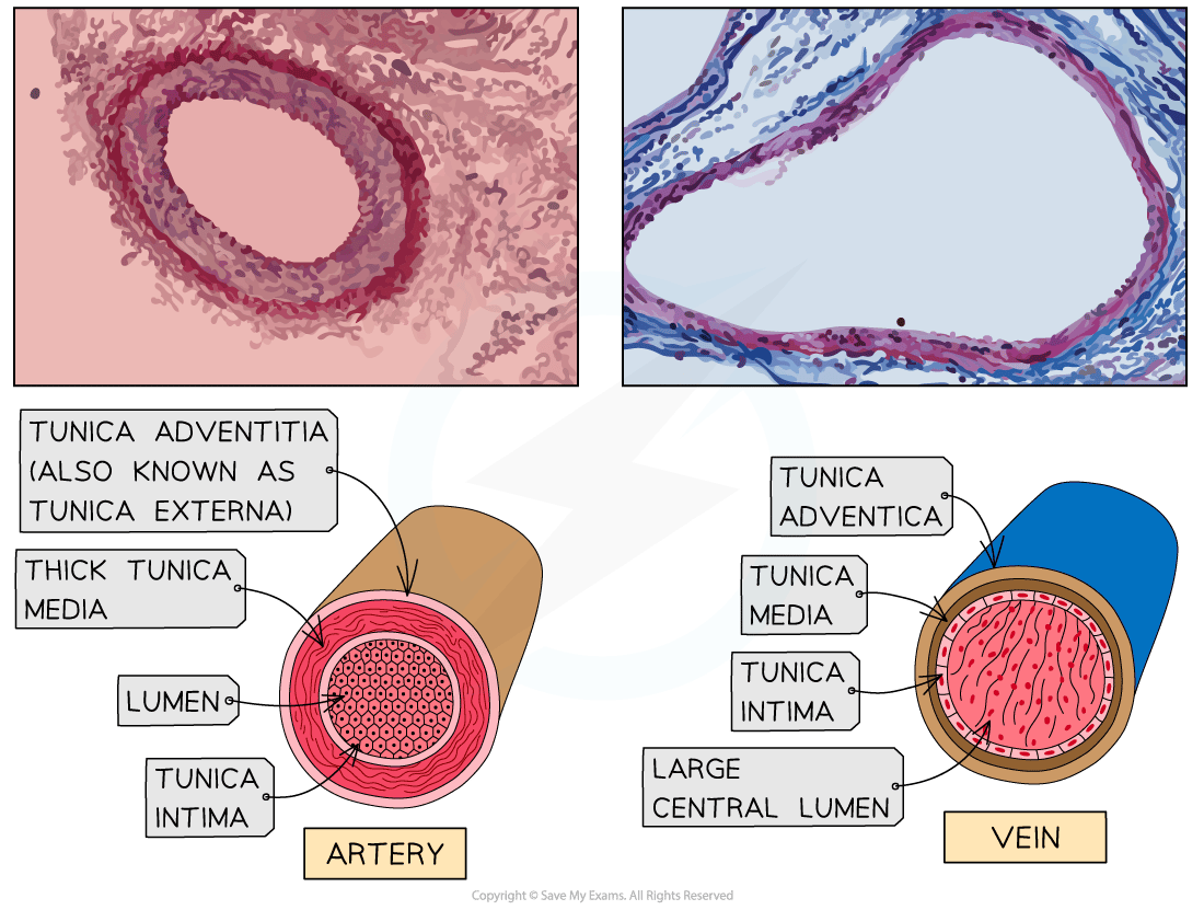 Illustration of artery and vein cross-sections with labelled layers: tunica adventitia, media, intima. Artery has thick media, vein has large lumen.