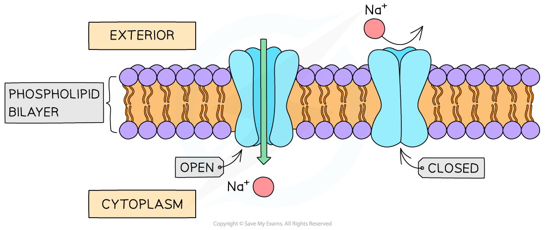 Diagram of a phospholipid bilayer showing open and closed sodium ion channels, with Na+ ions moving from the exterior to the cytoplasm.