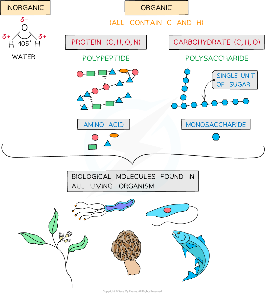 Diagram showing inorganic water and organic molecules, including proteins and carbohydrates, with examples of biological molecules in living organisms.