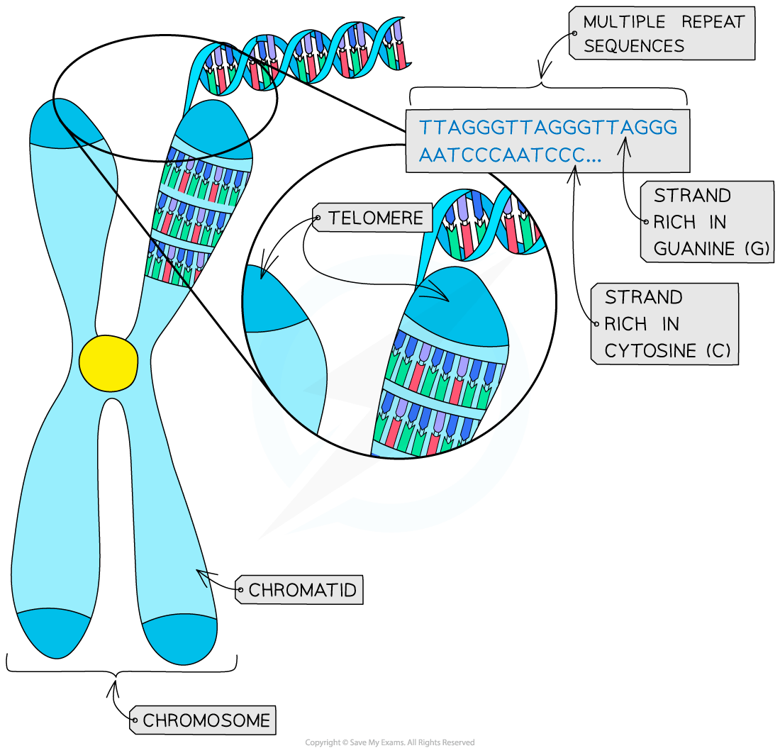 Diagram of a chromosome highlighting a telomere with repeat DNA sequences. Labels indicate guanine and cytosine-rich strands, and chromatid.