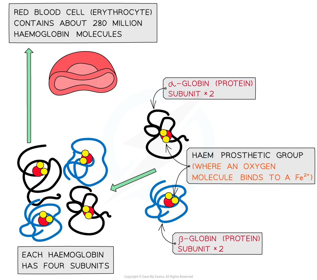 Diagram showing a red blood cell with 280 million haemoglobin molecules. Each haemoglobin has four subunits: two alpha and two beta globin proteins.
