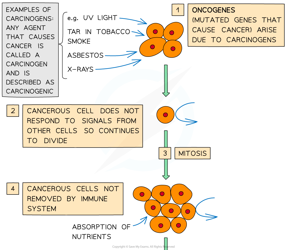 Diagram showing cancer progression: carcinogens cause oncogenes, leading to uncontrolled cell division, mitosis, and nutrient absorption.