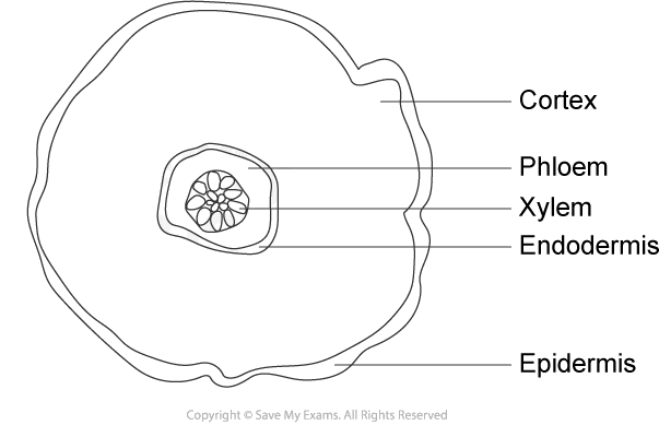 Diagram of a plant root cross-section showing labelled layers: epidermis, cortex, endodermis, xylem, and phloem arranged from outer to inner.