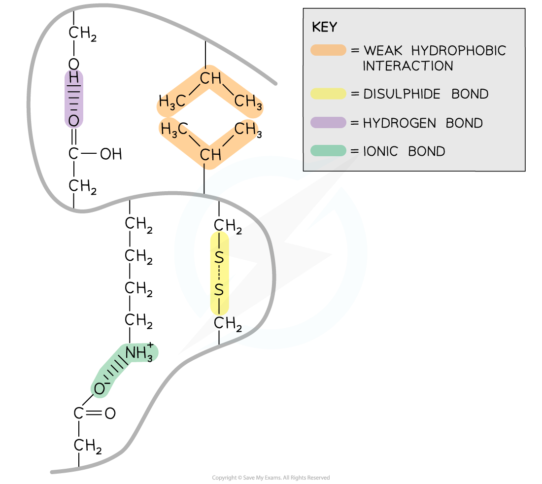 Diagram showing protein bonds: hydrogen (purple), disulphide (yellow), ionic (green), and weak hydrophobic interaction (orange) with key.