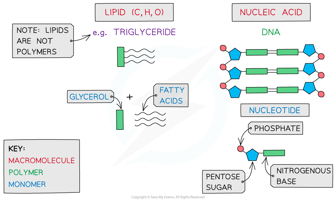 Diagram comparing lipids, showing triglyceride components, and nucleic acids, illustrating DNA with nucleotides, phosphate, sugar, and bases.