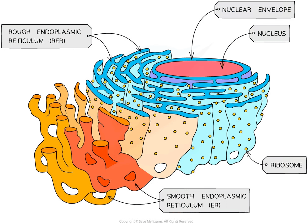 Diagram of two types of endoplasmic reticulum