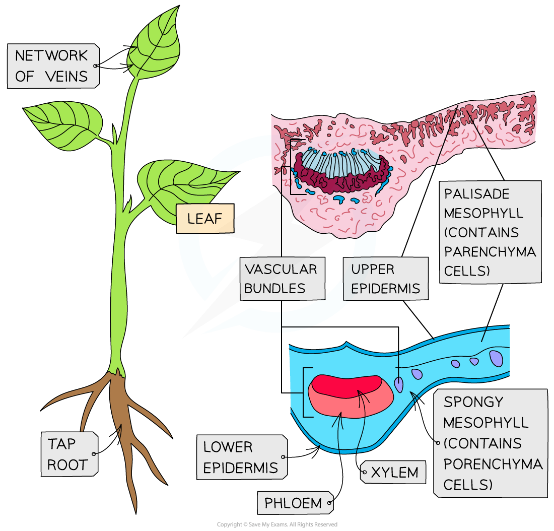 Diagram of a plant showing parts of a leaf and root. Labels detail leaf veins, tap root, palisade and spongy mesophyll, xylem, phloem, and epidermis layers.