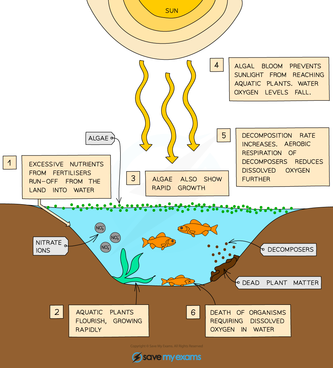 Diagram illustrating eutrophication: nutrient run-off causes algal bloom, blocking sunlight, reducing oxygen, leading to decomposition and organism death.