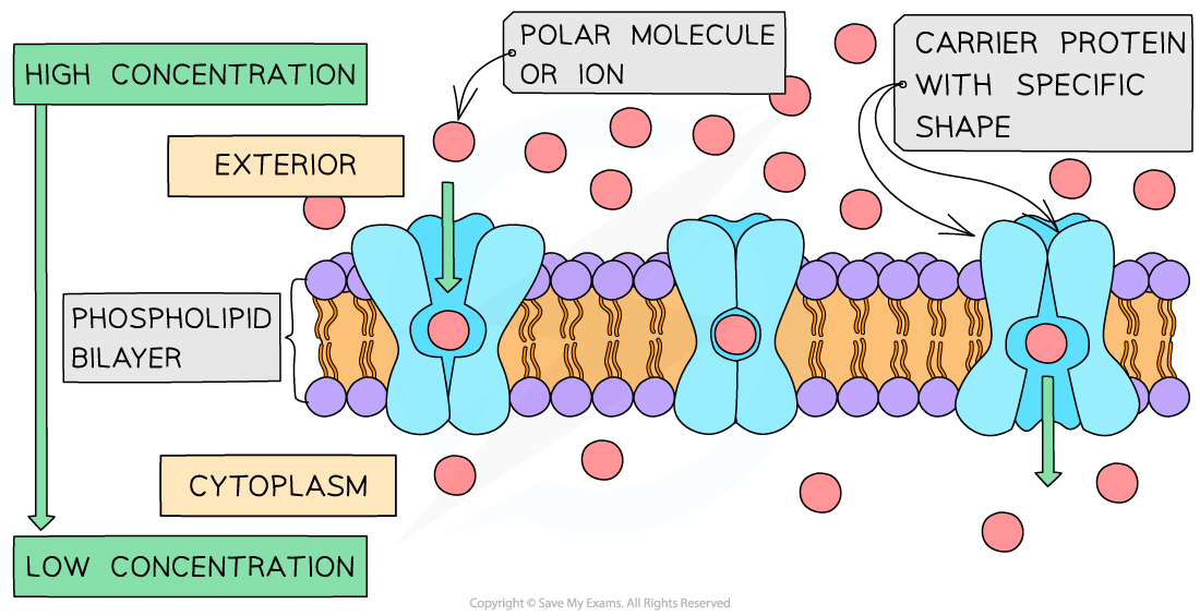 Diagram of facilitated diffusion through a phospholipid bilayer, showing polar molecule movement via a carrier protein from high to low concentration.
