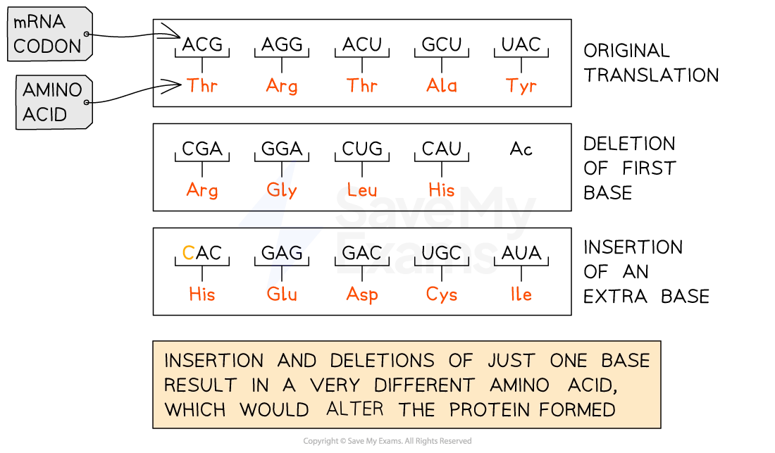 Diagram showing mRNA codons and resulting amino acids. Highlights effects of base deletion or insertion on translation and protein formation.