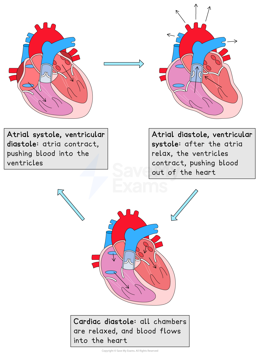 Diagram of the cardiac cycle showing atrial systole, ventricular systole, and cardiac diastole phases with descriptive text for each stage.