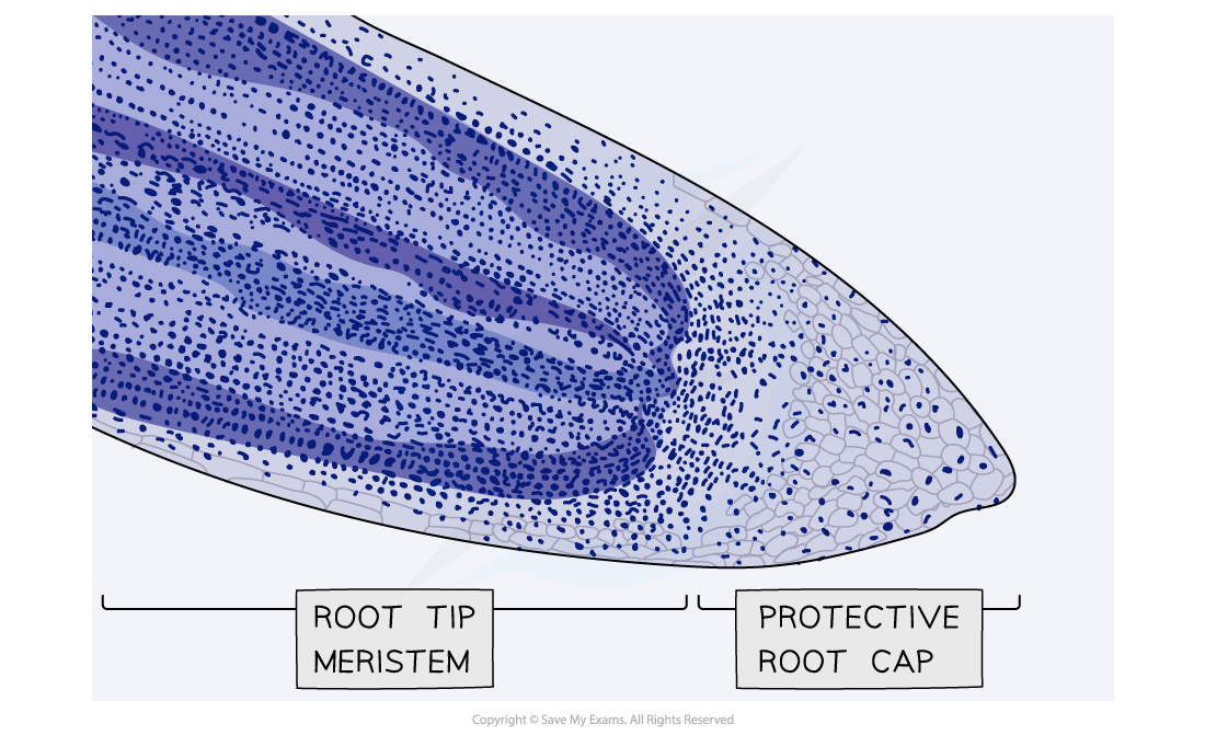 Illustration of a root tip showing the root tip meristem and protective root cap, labelled and highlighted in shades of blue to indicate cell density.