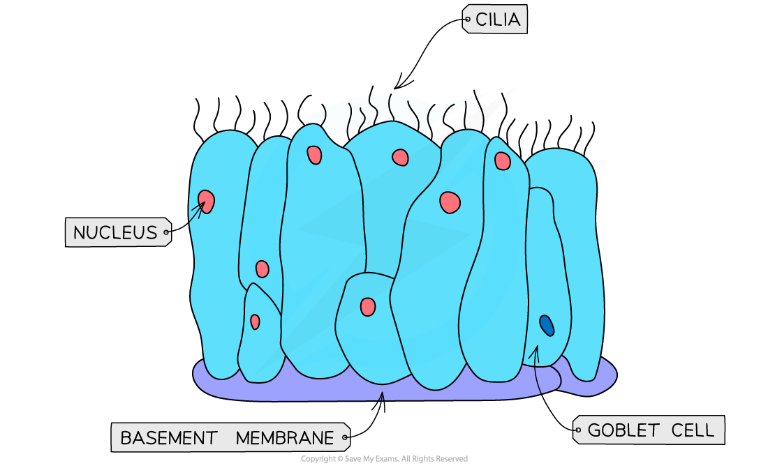 Illustration of ciliated epithelial cells with nuclei, cilia, goblet cell, and labelled basement membrane on a purple base.