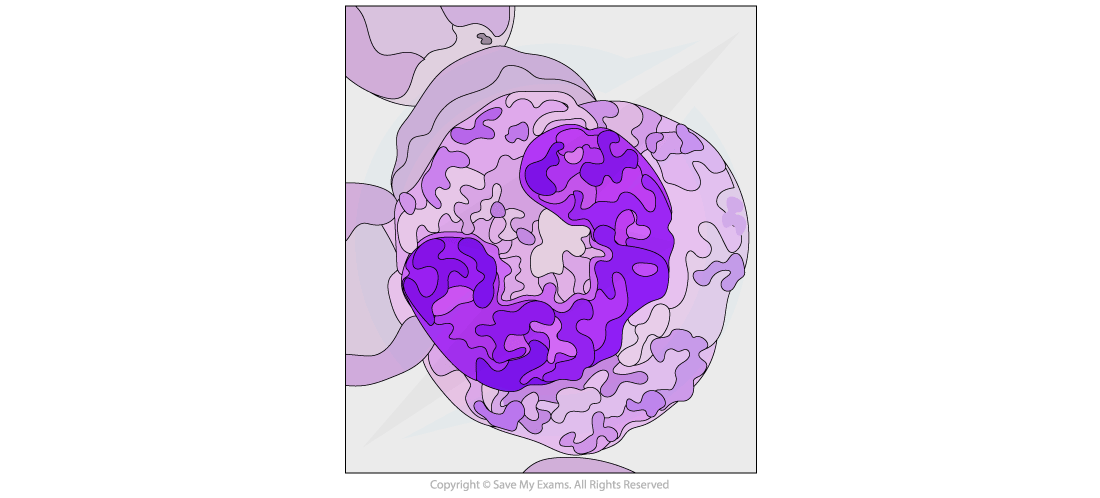 Neutrophil Micrograph