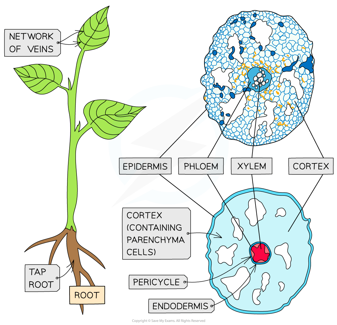 Diagram of a plant showing parts of a root and leaf. Labels: network of veins, tap root, root, cortex, epidermis, phloem, xylem, pericycle, endodermis.