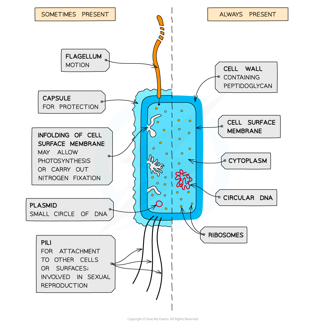 Diagram of a bacterial cell showing flagellum, capsule, cell wall, surface membrane, cytoplasm, circular DNA, ribosomes, plasmid, pili, and infolding.
