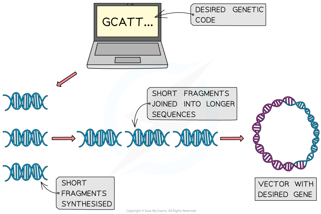 Diagram illustrating gene synthesis: laptop shows genetic code, short DNA fragments created, joined into sequences, forming vector with desired gene.