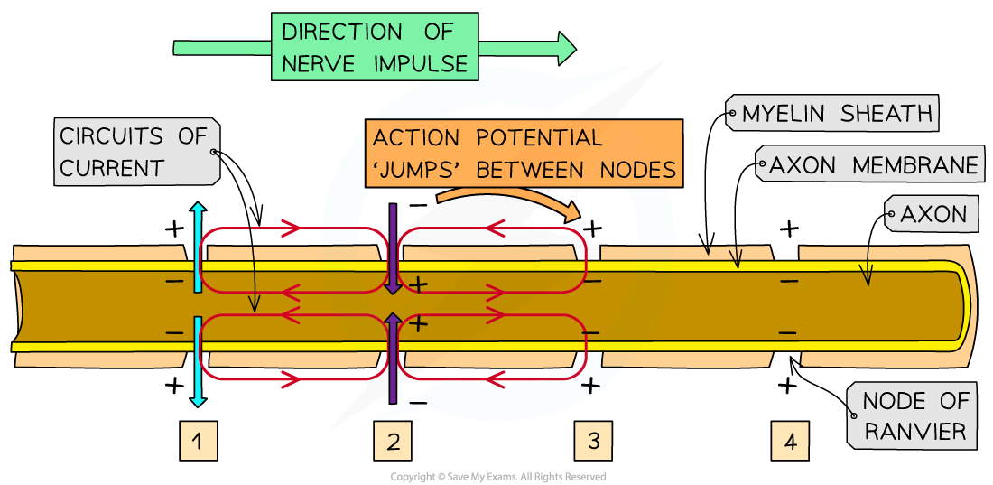 Diagram of a nerve impulse showing action potentials jumping between nodes along a myelinated axon, highlighting circuits of current and nodes of Ranvier.