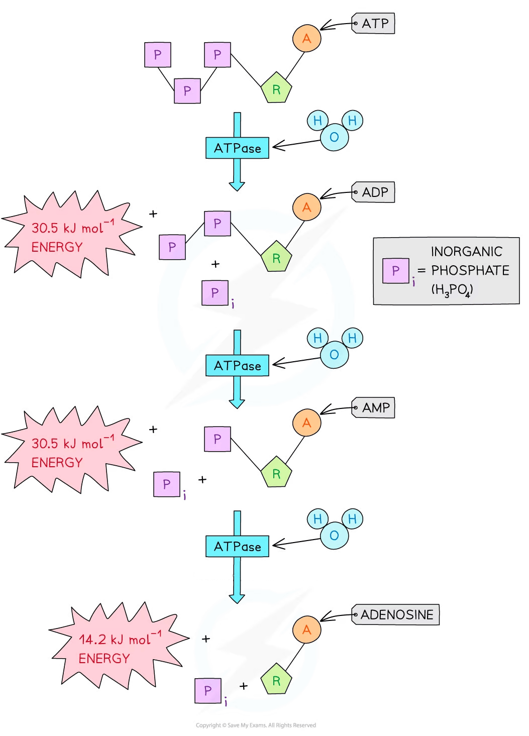 Diagram of ATP breakdown into ADP and AMP with ATPase, releasing energy and inorganic phosphate. Includes energy values and phosphate details.