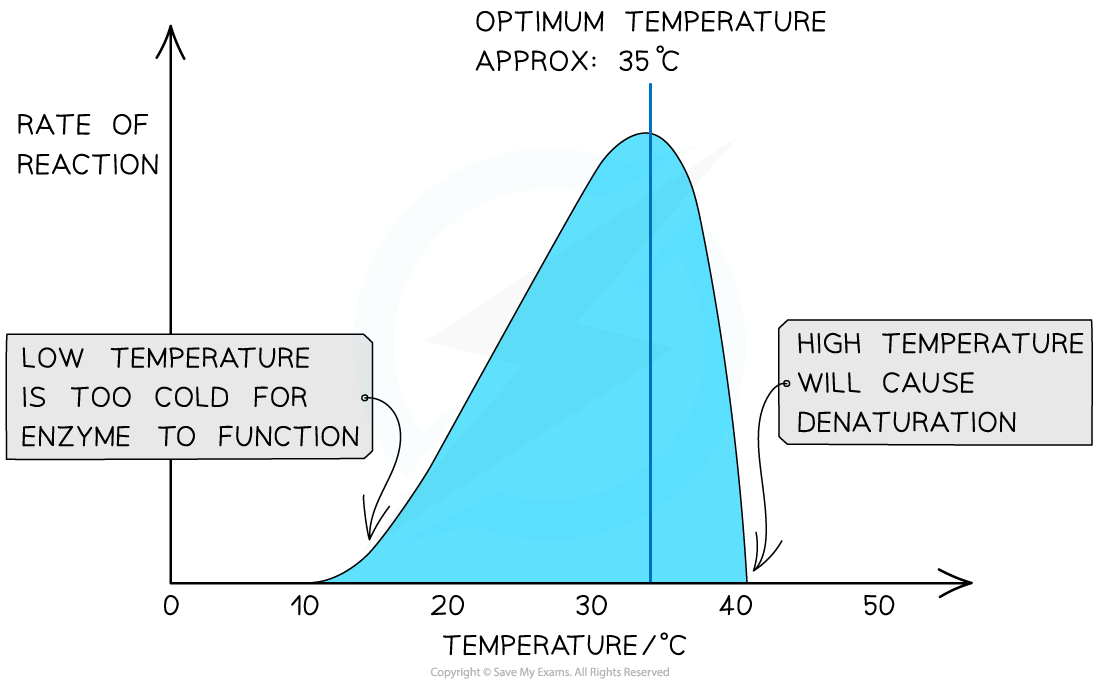 Graph shows enzyme reaction rate vs temperature. Optimum at 35°C. Low temperatures are too cold; high temperatures cause denaturation.