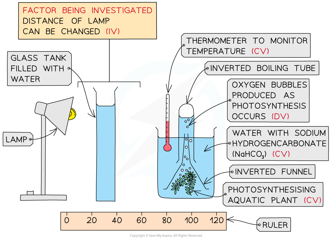 Diagram showing a photosynthesis experiment with a lamp, glass tank, and inverted boiling tube with aquatic plant. Includes labels: thermometer, oxygen bubbles, ruler.